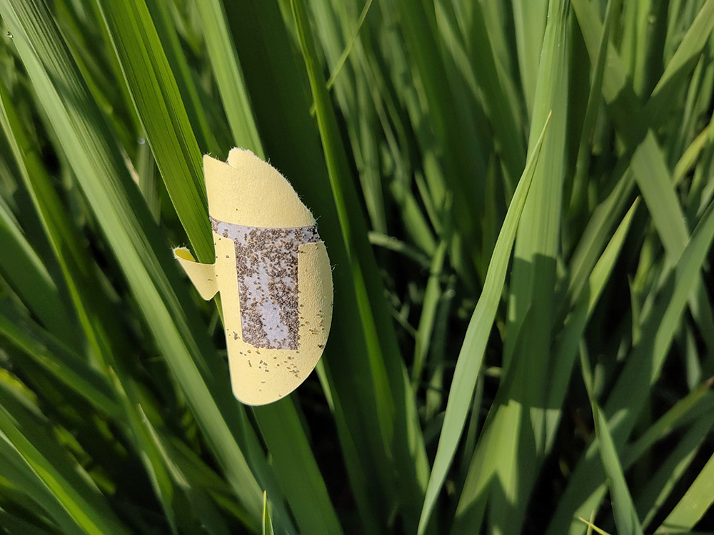 螟劫®稻螟赤眼蜂