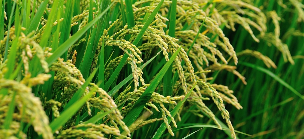 有机水稻.jpg