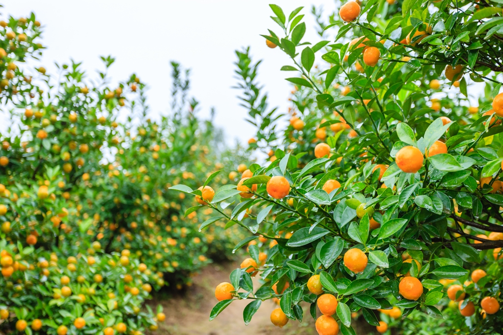 柑桔.jpg